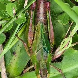 Perala viridis at Jacka, ACT - 20 Oct 2021 12:36 PM