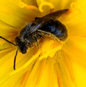 Lasioglossum (Chilalictus) lanarium at Jacka, ACT - 18 Oct 2021 10:34 AM