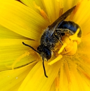 Lasioglossum (Chilalictus) lanarium at Jacka, ACT - 18 Oct 2021 10:34 AM