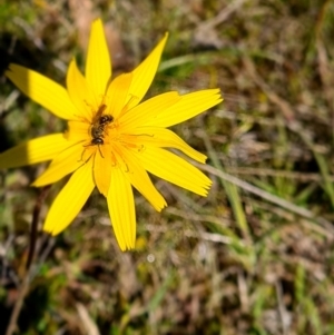 Lasioglossum (Chilalictus) lanarium at Jacka, ACT - 18 Oct 2021 10:34 AM