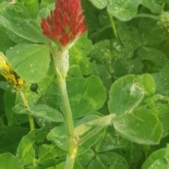 Trifolium incarnatum (Crimson Clover) at Watson, ACT - 21 Oct 2021 by MAX