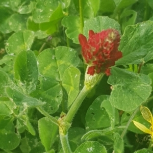 Trifolium incarnatum at Watson, ACT - 21 Oct 2021 05:50 PM