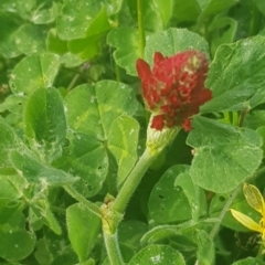 Trifolium incarnatum at Watson, ACT - 21 Oct 2021