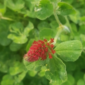 Trifolium incarnatum at Watson, ACT - 21 Oct 2021