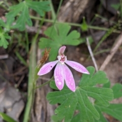 Caladenia carnea (Pink fingers) at Woomargama, NSW - 21 Oct 2021 by Darcy