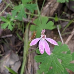 Caladenia carnea at Woomargama, NSW - suppressed