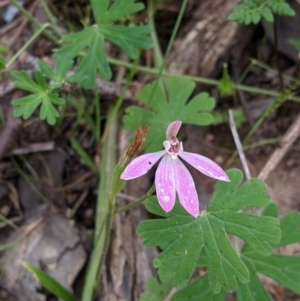 Caladenia carnea at Woomargama, NSW - suppressed