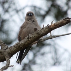 Artamus cyanopterus (Dusky Woodswallow) at Lyneham, ACT - 21 Oct 2021 by RobertD