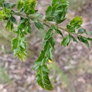 Acacia paradoxa at Woomargama, NSW - 21 Oct 2021