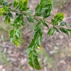 Acacia paradoxa (Kangaroo Thorn) at Woomargama, NSW - 21 Oct 2021 by Darcy