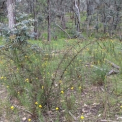 Acacia paradoxa at Woomargama, NSW - 21 Oct 2021