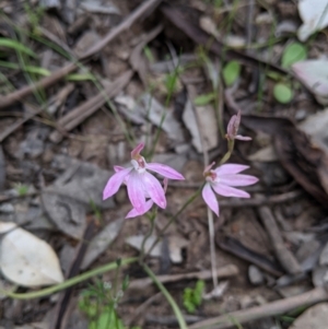 Caladenia carnea at Woomargama, NSW - suppressed