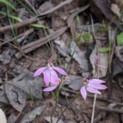 Caladenia carnea at Woomargama, NSW - suppressed