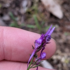 Linaria pelisseriana (Pelisser's Toadflax) at Woomargama, NSW - 21 Oct 2021 by Darcy