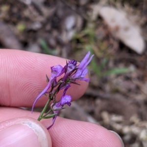 Linaria pelisseriana at Woomargama, NSW - 21 Oct 2021