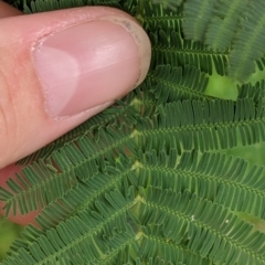 Acacia dealbata subsp. dealbata (Silver Wattle) at Woomargama, NSW - 21 Oct 2021 by Darcy