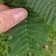 Acacia dealbata subsp. dealbata at Woomargama, NSW - 21 Oct 2021