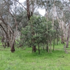 Acacia dealbata subsp. dealbata at Woomargama, NSW - 21 Oct 2021