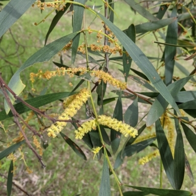 Acacia longifolia subsp. longifolia (sallow or Sydney golden wattle) at Woomargama, NSW - 21 Oct 2021 by Darcy