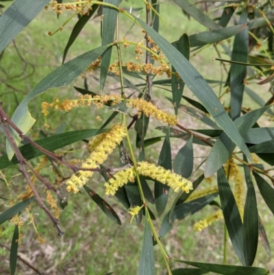 Acacia longifolia subsp. longifolia (Sydney Golden Wattle) at Woomargama, NSW - 21 Oct 2021 by Darcy