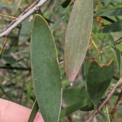 Acacia longifolia subsp. longifolia at Woomargama, NSW - 21 Oct 2021 03:38 PM