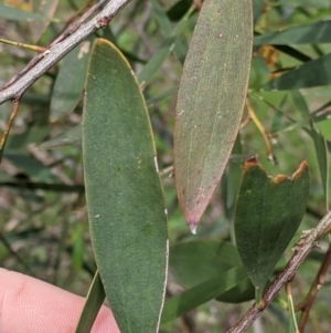Acacia longifolia subsp. longifolia at Woomargama, NSW - 21 Oct 2021