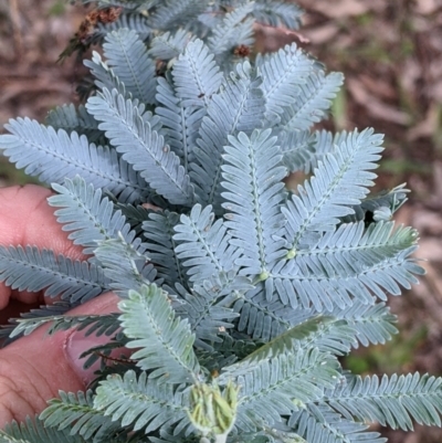 Acacia baileyana (Cootamundra Wattle, Golden Mimosa) at Woomargama, NSW - 21 Oct 2021 by Darcy