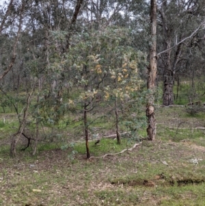 Acacia baileyana at Woomargama, NSW - 21 Oct 2021
