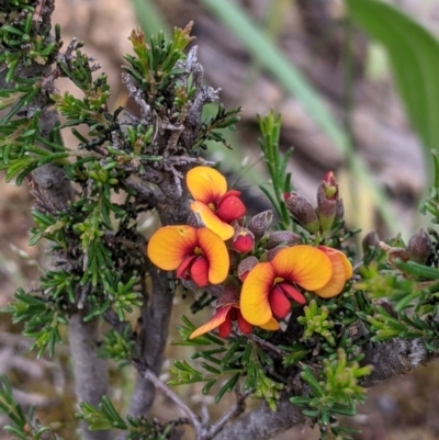 Dillwynia sericea (Egg And Bacon Peas) at Woomargama, NSW - 21 Oct 2021 by Darcy