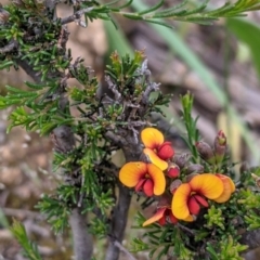 Dillwynia sericea at Woomargama, NSW - 21 Oct 2021