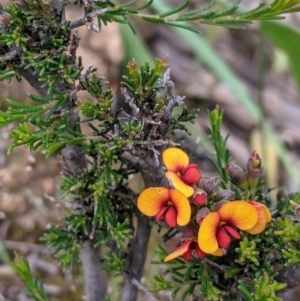 Dillwynia sericea at Woomargama, NSW - 21 Oct 2021