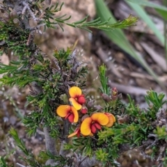 Dillwynia sericea at Woomargama, NSW - 21 Oct 2021