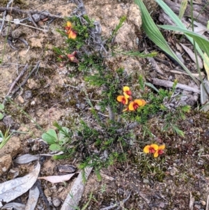 Dillwynia sericea at Woomargama, NSW - 21 Oct 2021