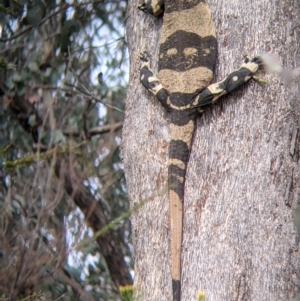 Varanus varius at Woomargama, NSW - 21 Oct 2021