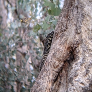 Varanus varius at Woomargama, NSW - 21 Oct 2021