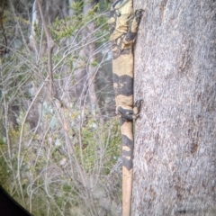Varanus varius at Woomargama, NSW - suppressed