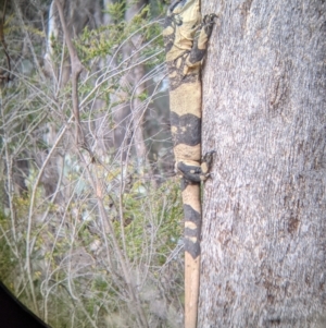 Varanus varius at Woomargama, NSW - 21 Oct 2021