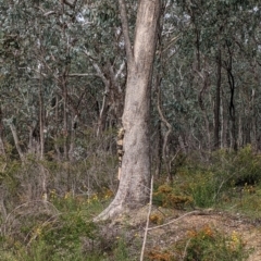Varanus varius at Woomargama, NSW - suppressed
