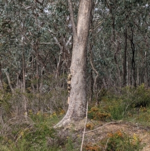 Varanus varius at Woomargama, NSW - 21 Oct 2021