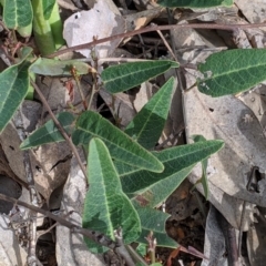 Hardenbergia violacea (False Sarsaparilla) at Woomargama, NSW - 21 Oct 2021 by Darcy