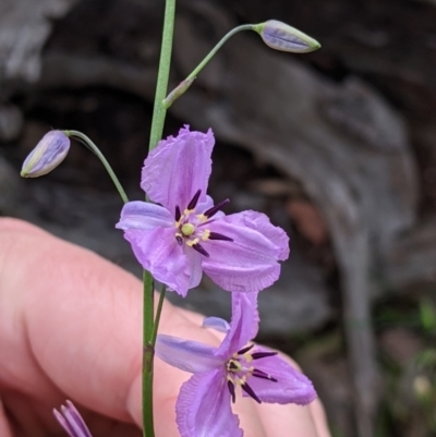 Arthropodium strictum (Chocolate Lily) at Woomargama, NSW - 21 Oct 2021 by Darcy