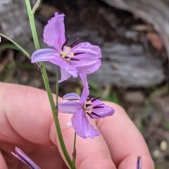 Arthropodium strictum at Woomargama, NSW - 21 Oct 2021 03:58 PM