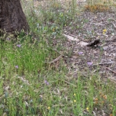 Arthropodium strictum at Woomargama, NSW - 21 Oct 2021 03:58 PM