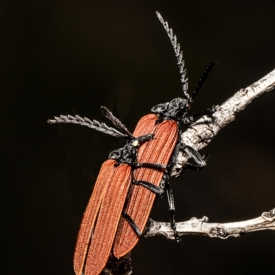 Porrostoma sp. (genus) (Lycid, Net-winged beetle) at Black Mountain - 20 Oct 2021 by Roger