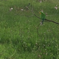 Polytelis swainsonii (Superb Parrot) at Red Hill to Yarralumla Creek - 21 Oct 2021 by KL