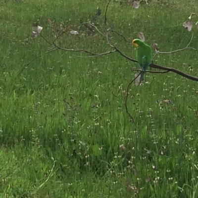 Polytelis swainsonii (Superb Parrot) at Hughes, ACT - 21 Oct 2021 by KL