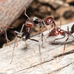 Iridomyrmex purpureus (Meat Ant) at Molonglo Valley, ACT - 21 Oct 2021 by Roger