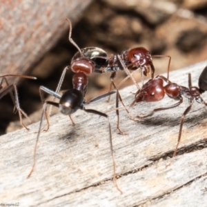 Iridomyrmex purpureus at Molonglo Valley, ACT - 21 Oct 2021