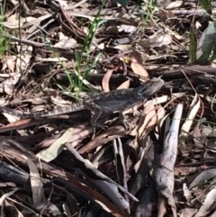 Pogona barbata (Eastern Bearded Dragon) at Deakin, ACT - 21 Oct 2021 by KL