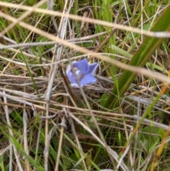 Thelymitra sp. (A Sun Orchid) at Wodonga - 19 Oct 2021 by ChrisAllen